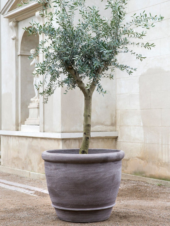 Campana - Grey - XL